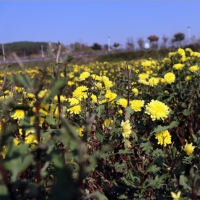 信陽(yáng)平橋區(qū)：小菊花托起產(chǎn)業(yè)扶貧夢(mèng)