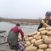 永城這里千畝蓮藕收獲了！快來圍觀大型采挖現(xiàn)場