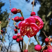 滿城春色，登封第一波美景上線