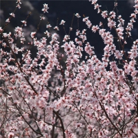 春風(fēng)吹靚青龍峽！