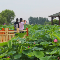 信陽(yáng)息縣：盛夏已至 “荷”您相約